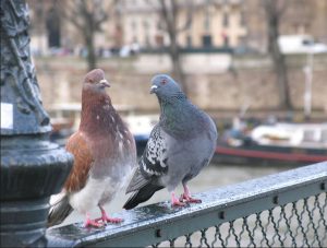 Cheeky Pigeons
