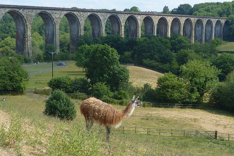 Cefn Mawr Viaduct by Robin Drayton over on Geograph.co.uk