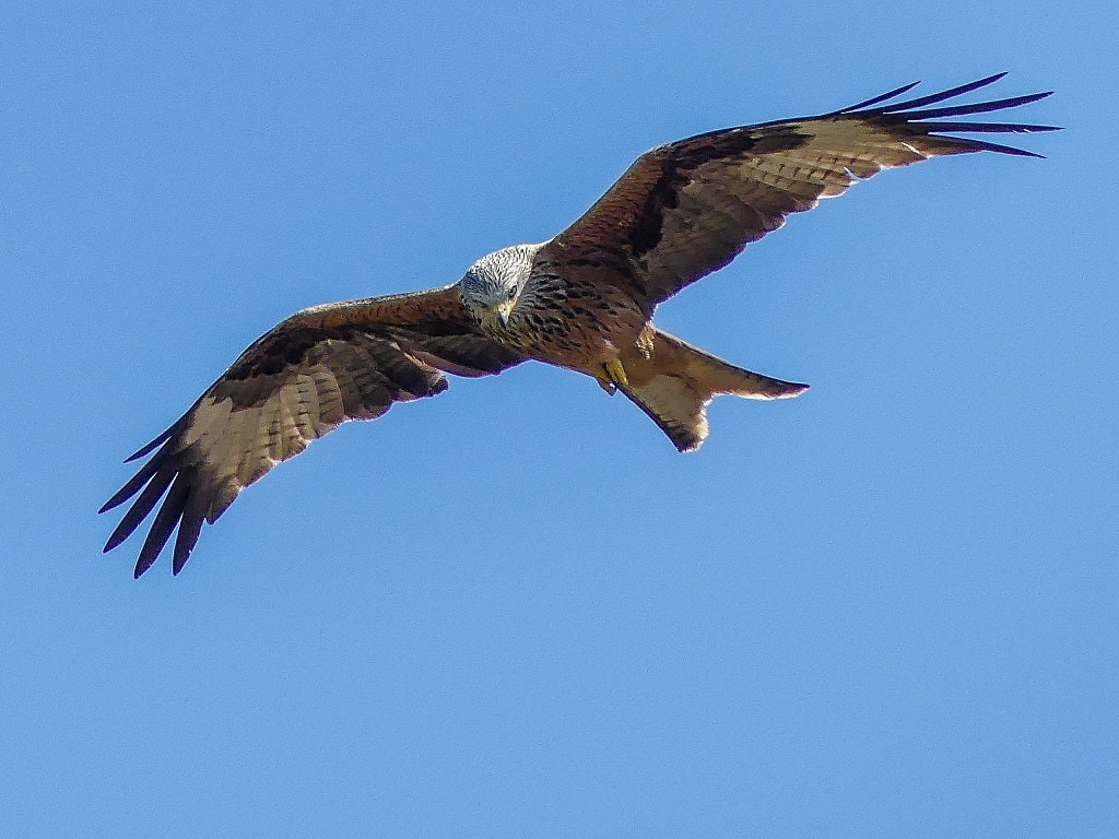 Red Kite. Original pic taken my Mike Prince over on https://commons.wikimedia.org/wiki/File:Red_Kite_flying_2017419.jpg